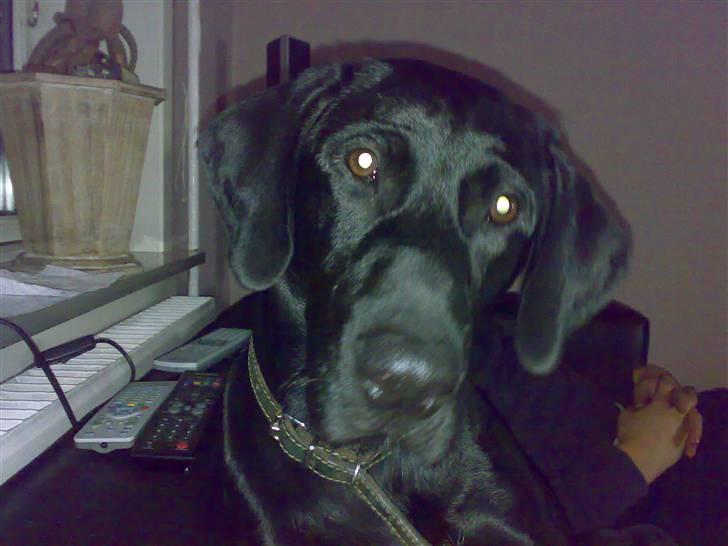 Labrador retriever Fuzzy - Er jeg ikke sød? billede 18