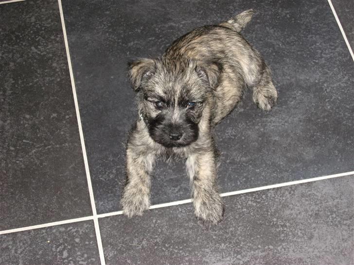 Cairn terrier Zeus - hej hej:D                                billede 5