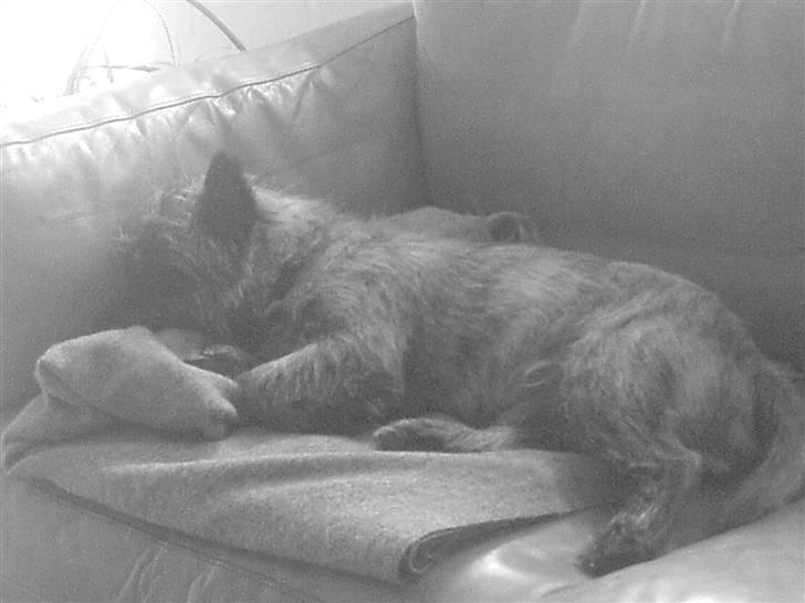 Cairn terrier Zeus - Zzzz billede 6