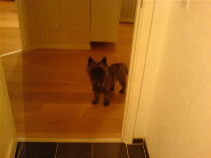 Cairn terrier Zeus - hvad er der? hvorfor kalde du?? :s billede 7