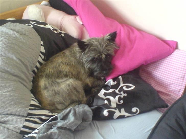 Cairn terrier Zeus - arhh:D dejligt at slappe lidt af xD billede 8