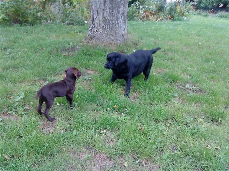 Korthåret hønsehund Søborggård`s Tec - Tec og mokka hygger sig i haven billede 13