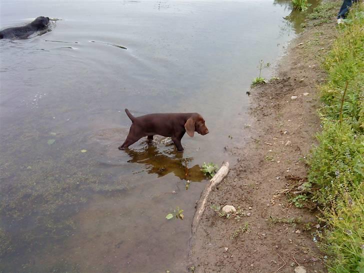 Korthåret hønsehund Søborggård`s Tec billede 14