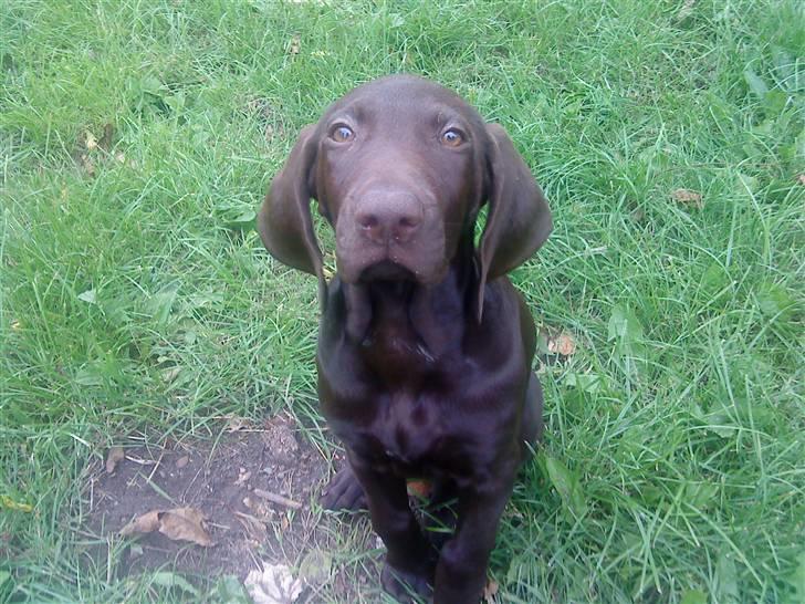 Korthåret hønsehund Søborggård`s Tec billede 15