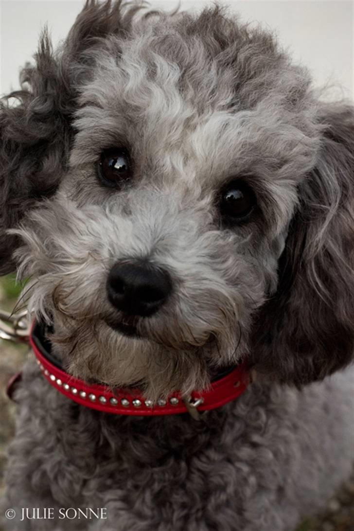 Dværgpuddel Aagaard's La Pura Vida - Velkommen til Emma´s profil. :) Billede taget af Sonne.  billede 1