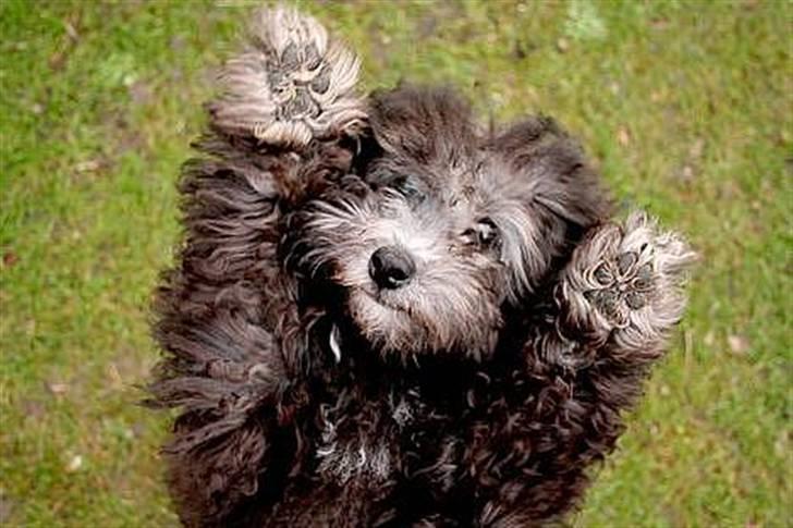 Dværgpuddel Aagaard's La Pura Vida - Emma i "hvor høj er du?"-tricket. Dygtig hund :)  billede 2