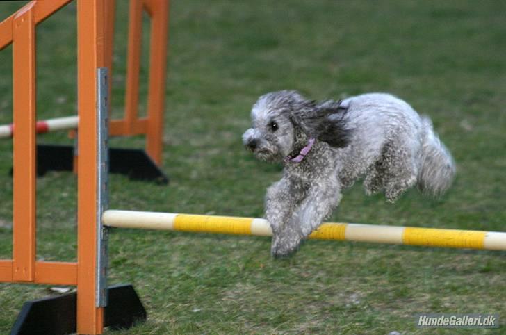 Dværgpuddel Aagaard's La Pura Vida - Emma, første gang til agility.  billede 3