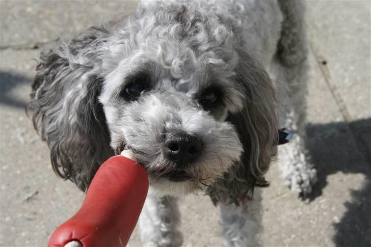 Dværgpuddel Aagaard's La Pura Vida - dejlig hund, da (:  billede 4