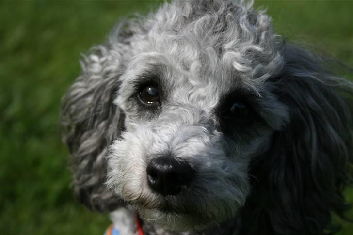 Dværgpuddel Aagaard's La Pura Vida - Er liiiidt smuk, ikke? :) billede 5