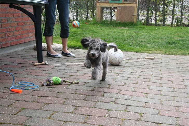 Dværgpuddel Aagaard's La Pura Vida - Emma, som man kender hende.  billede 6