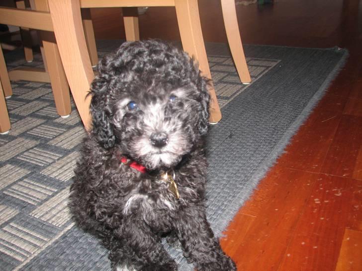 Dværgpuddel Aagaard's La Pura Vida - 8 uger :) - årh jeg elsker den hund! billede 7