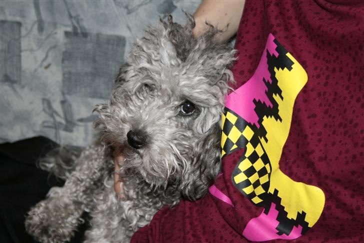 Dværgpuddel Aagaard's La Pura Vida - Emma, og min bror Martin :)  billede 8