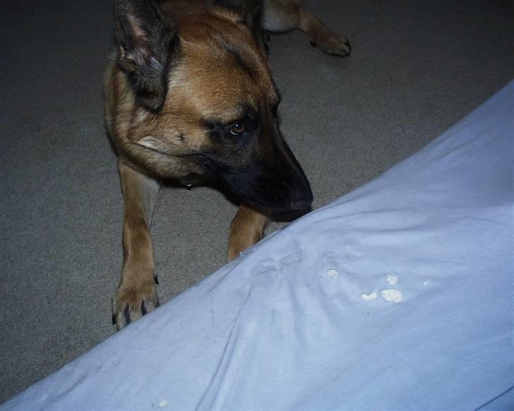 Malinois buller - buller da han næsten lige var kommet hjem :p billede 1