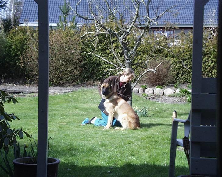 Malinois buller billede 2