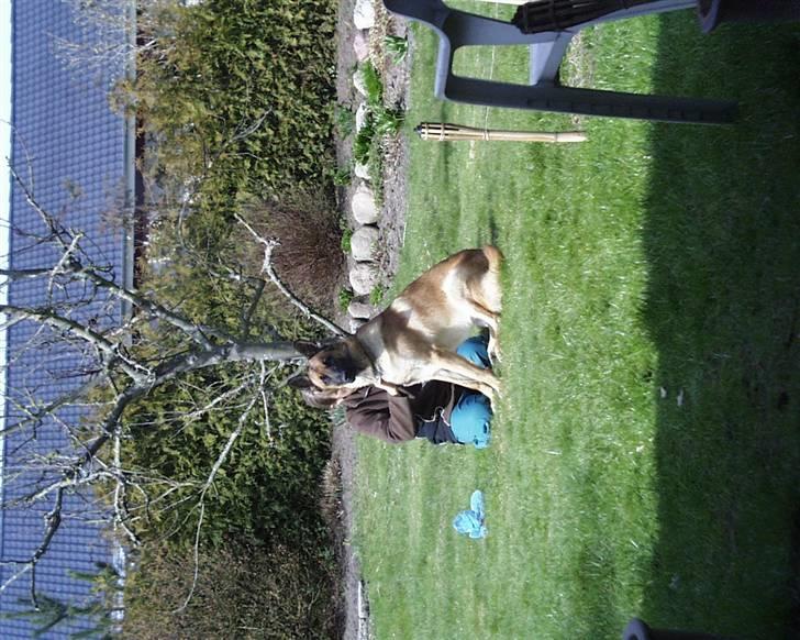 Malinois buller billede 3