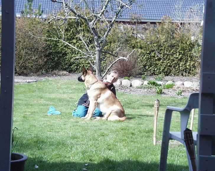 Malinois buller billede 4