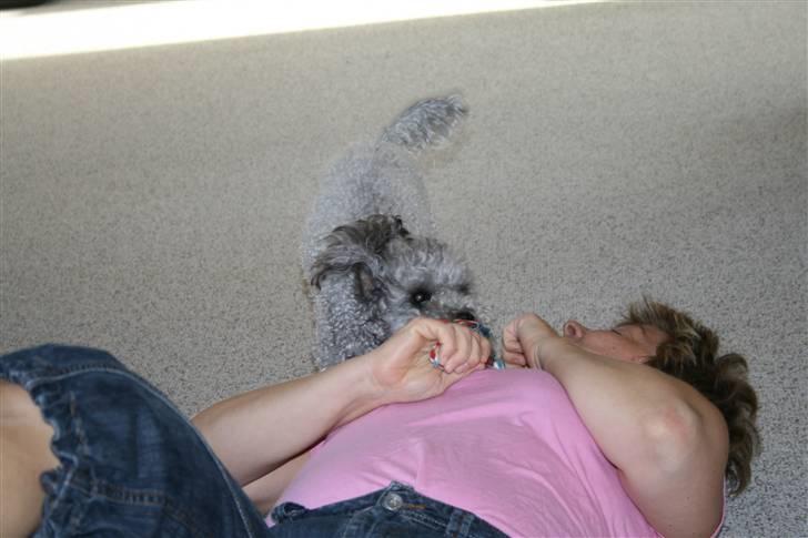 Dværgpuddel Aagaard's La Pura Vida - Emma, og min mor.  billede 9