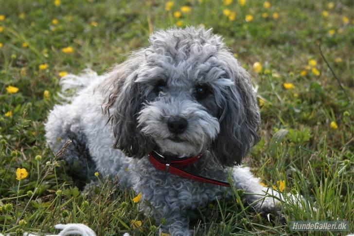 Dværgpuddel Aagaard's La Pura Vida - Emma, i et roligt øjeblik. Langeland, sommeren 2008 billede 10