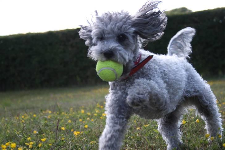 Dværgpuddel Aagaard's La Pura Vida - Bold? Bold? Bold? Lege! Lege! Lege!!! billede 11