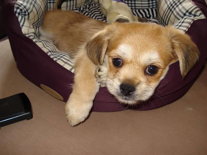 Blanding af racer Chicko <3 - Jeg er uskyldig (a) 8uger gammel billede 1