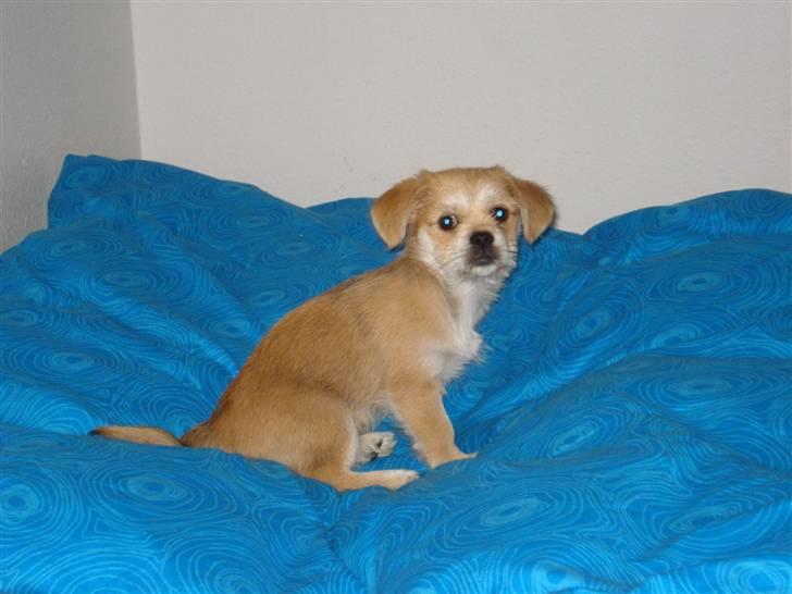 Blanding af racer Chicko <3 billede 2