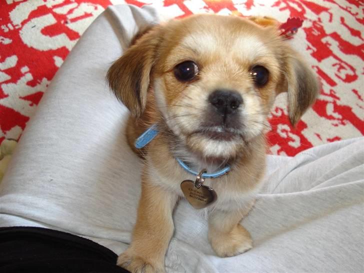 Blanding af racer Chicko <3 - 8 uger gammel billede 3