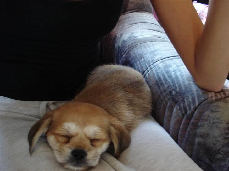 Blanding af racer Chicko <3 - han er en rigtig putte hund allerede nu :) billede 4