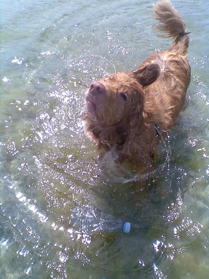 Nova scotia duck tolling retriever Silas Sakæus - 24/5 08 billede 13