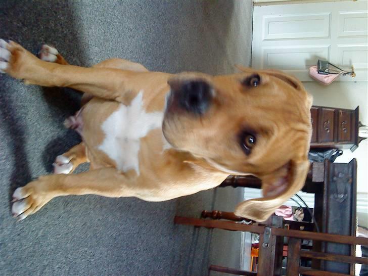 Blanding af racer Felix. .  - Så fin kan jeg sætte, når mor har en godbid ;-) billede 6