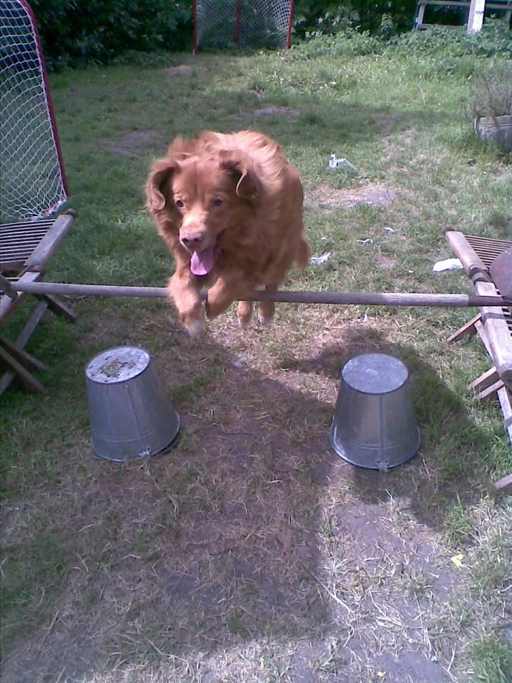 Nova scotia duck tolling retriever Silas Sakæus - Jeg er bare SÅ dygtig! 17/5 08 billede 14