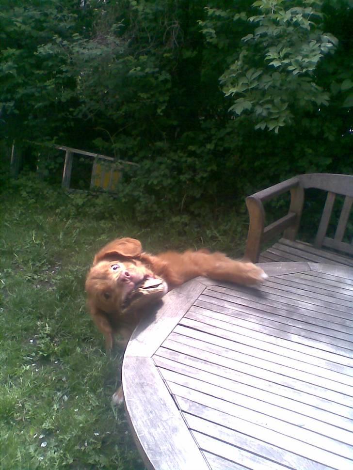 Nova scotia duck tolling retriever Silas Sakæus - Aner ærligt talt ikke hvad jeg selv har gang i. 17/5 08 billede 15