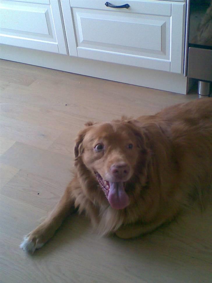 Nova scotia duck tolling retriever Silas Sakæus - Luske-Per, det er ogs´ mig. 9/7 08 billede 16