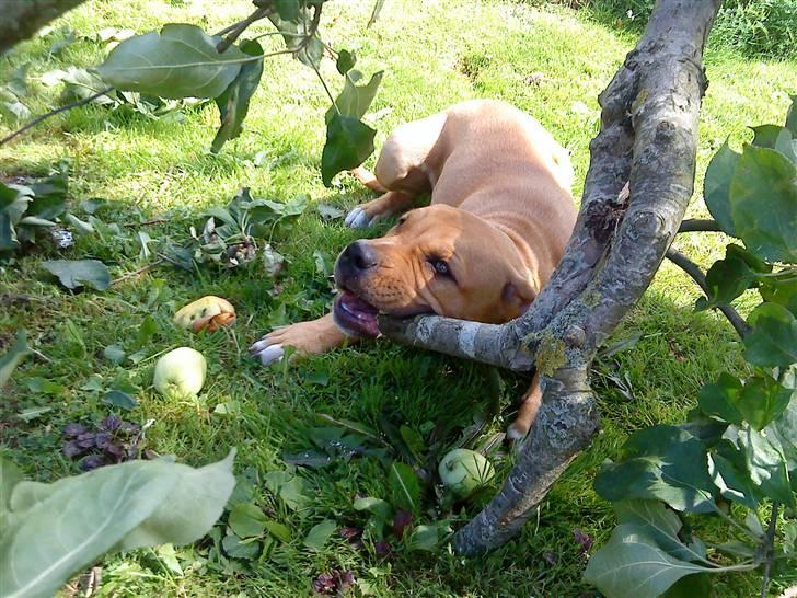 Blanding af racer Felix. .  - Jo større pinde, jo bedre :-) billede 7