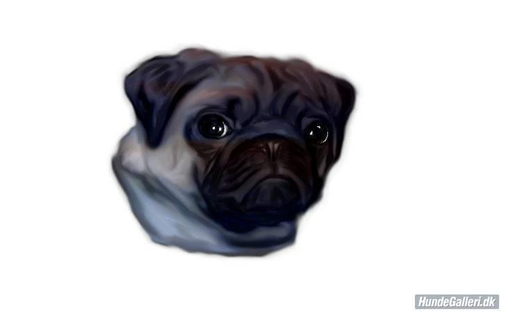 Mops Carla - tak til hanne n for det fine billede :-) billede 17