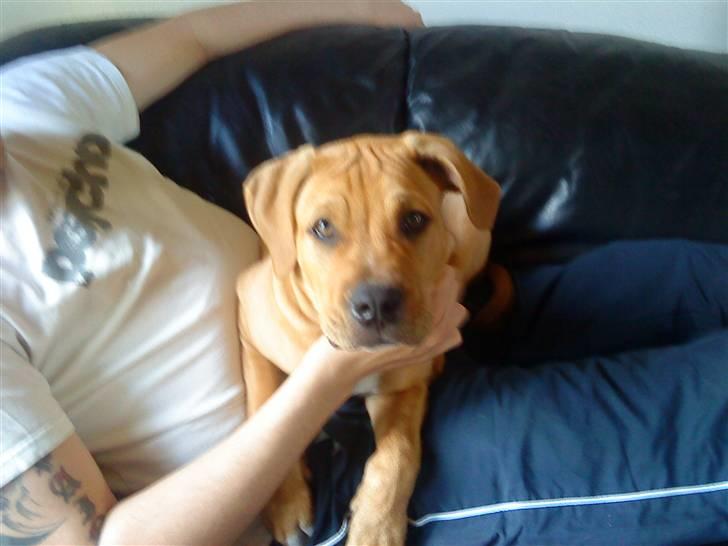 Blanding af racer Felix. .  - Sofa hygge sammen med far :-) billede 8