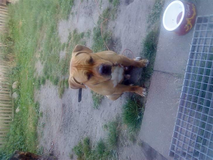 Blanding af racer Felix. .  - Må jeg godt komme ind igen nu mor ? ? billede 9