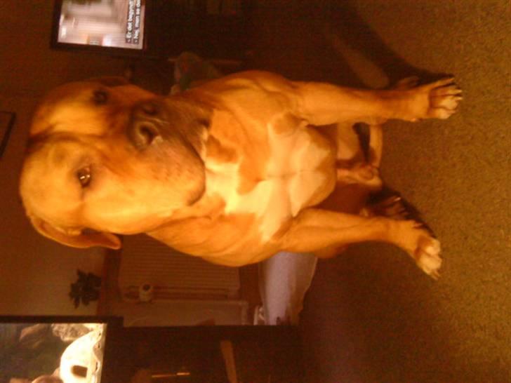 Blanding af racer Felix. .  - Moar bliv færdig med de billeder. .  billede 10