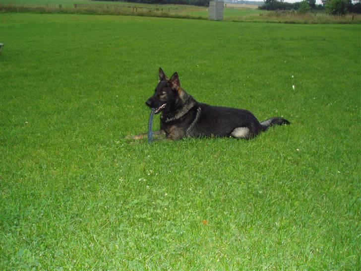 Schæferhund Diego - ´´læg dig ´´jamen så må jeg jo gøre det når de siger det (: billede 11