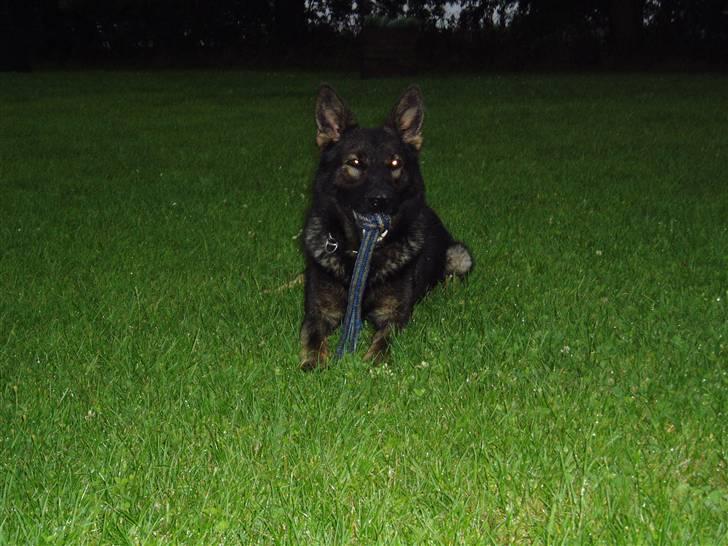 Schæferhund Diego - smuk er jeg (: billede 12