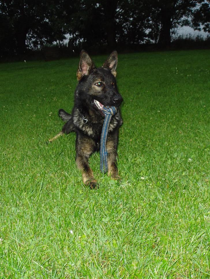 Schæferhund Diego - ligger så fint her,  billede 13