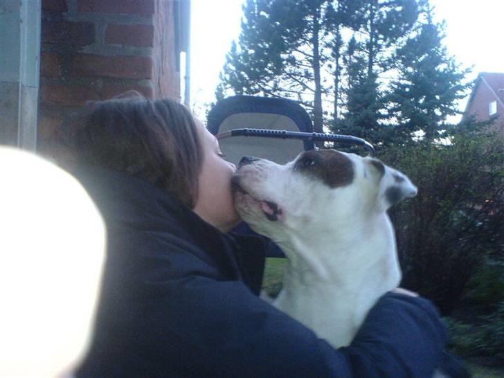 Amerikansk bulldog Ayia R.I.P :/ billede 7