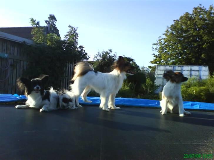 Papillon Gismo - Mig og mine søskende :) billede 10