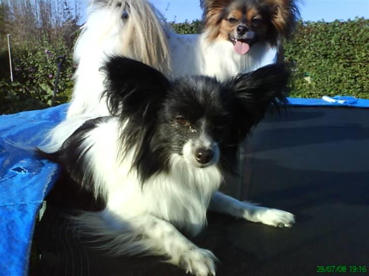 Papillon Gismo - Mig og min lille søster på trampolin :) billede 11