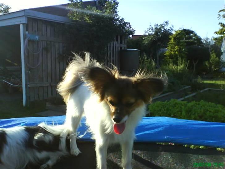 Papillon Gismo - Dolly Parton, min smukke lille søster billede 12