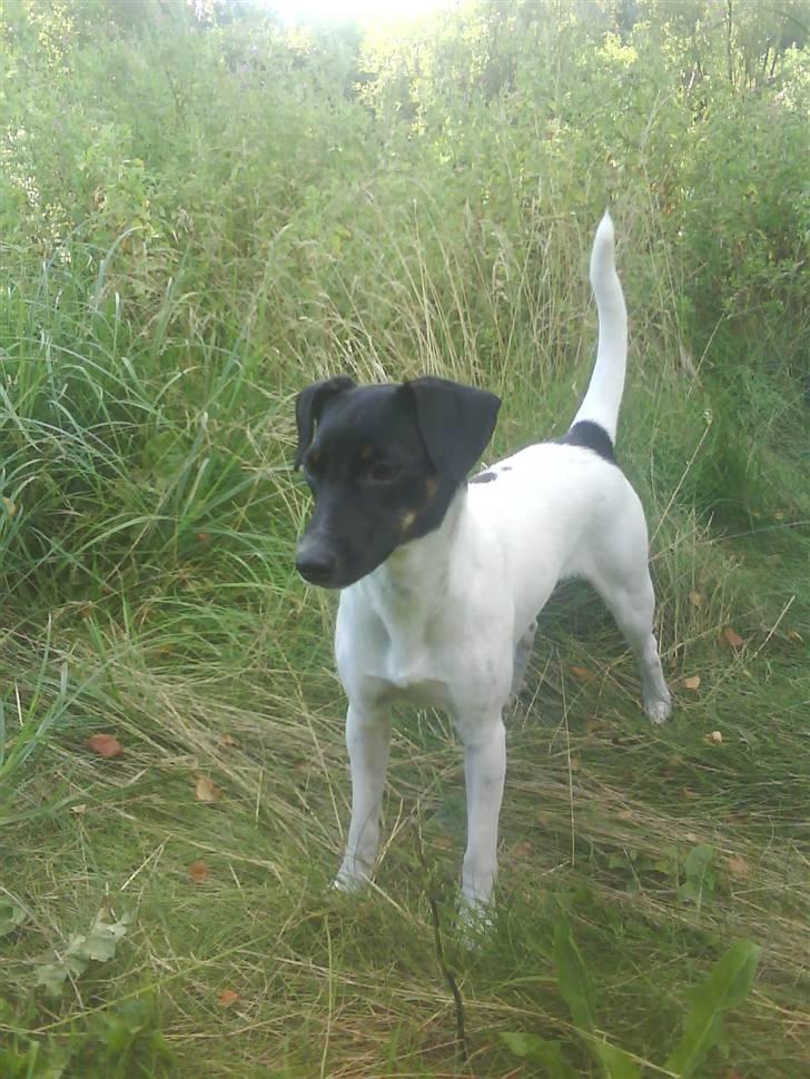 Dansk svensk gaardhund Shiwa - dejlit at springe og Finde guffer i det høje grass billede 8