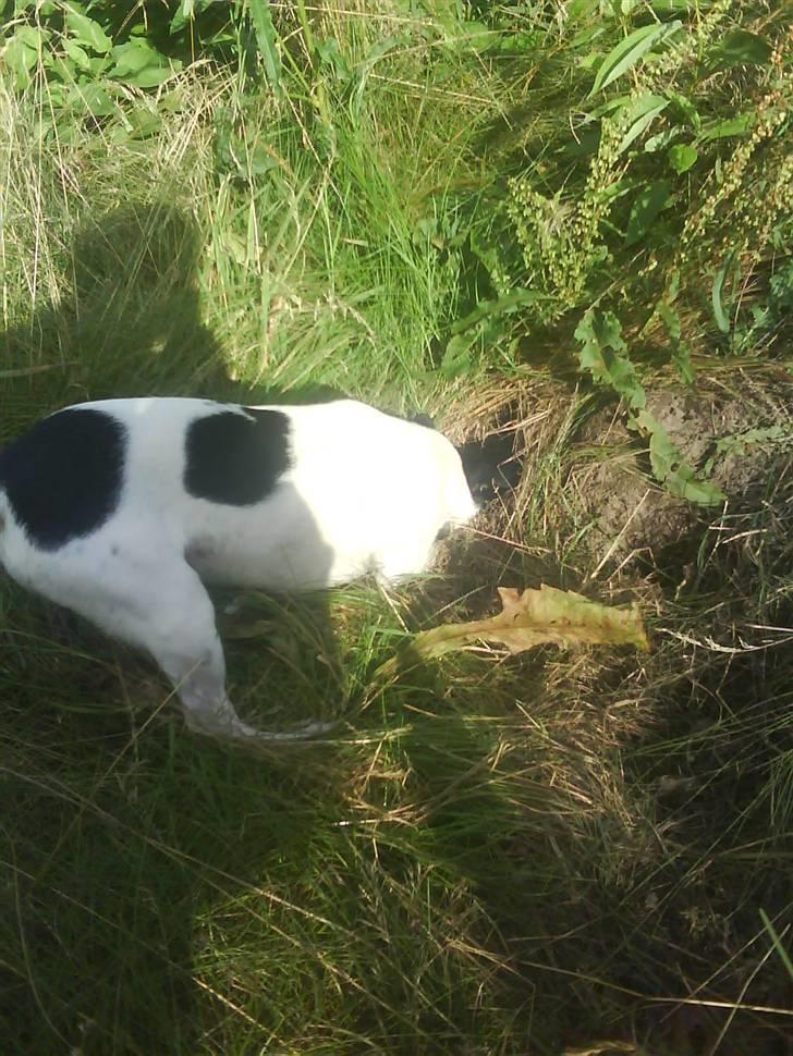 Dansk svensk gaardhund Shiwa - grave grave i naboens have ;) god at det kun er en gammel lagerhal  billede 9