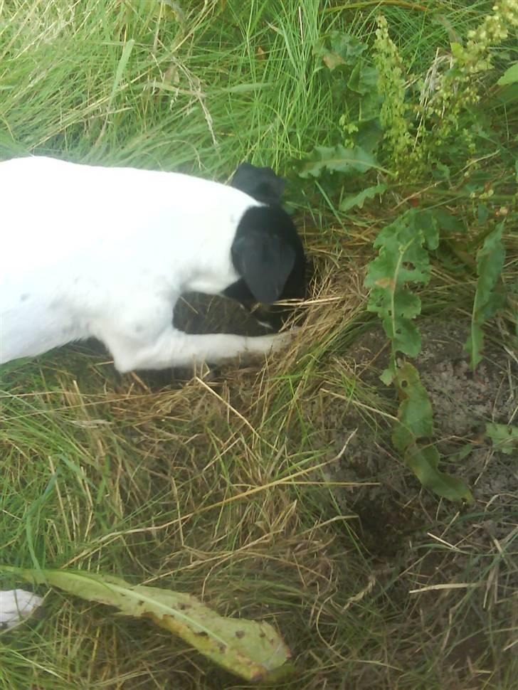 Dansk svensk gaardhund Shiwa - grupf grupf jeg lugter noget dernede billede 10
