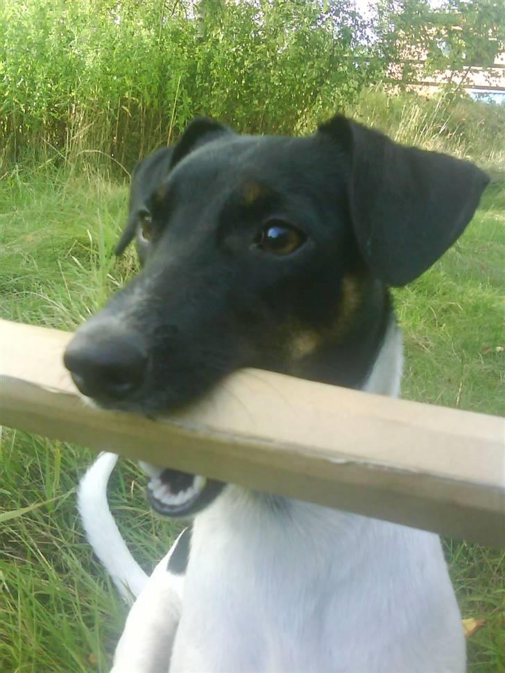 Dansk svensk gaardhund Shiwa - Shiwa med en selv lavet aport ;) billede 11