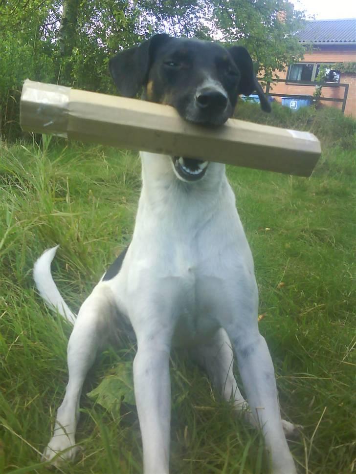 Dansk svensk gaardhund Shiwa - nu manger jeg kun at lære at hente den ;) billede 12