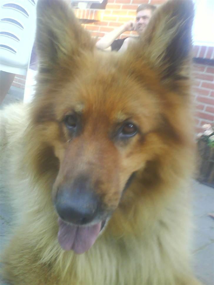 Schæferhund Lucky - er jeg ikke bare smuk?!! billede 1